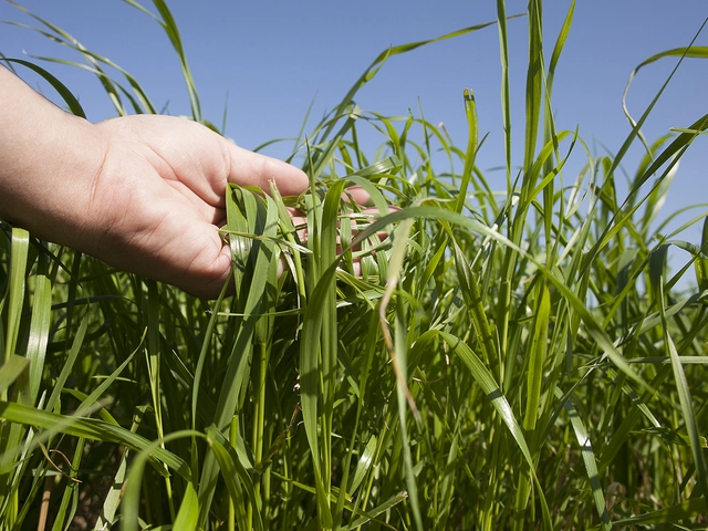 Le ray-grass italien, bien le connaître pour bien le valoriser Visuel